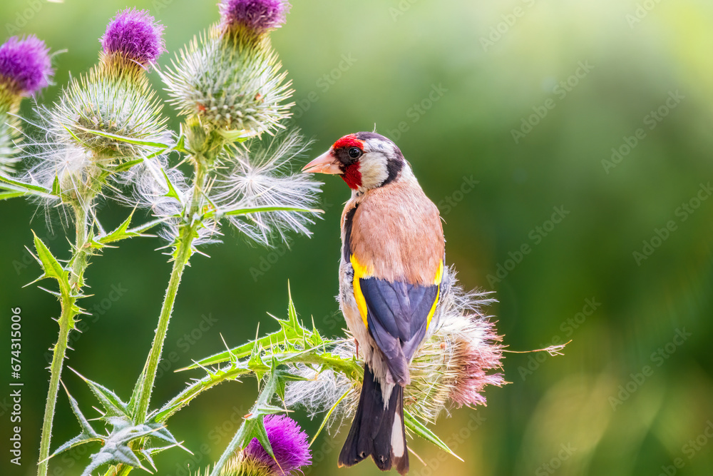 European goldfinch, feeding on the seeds of thistles. Carduelis carduelis.