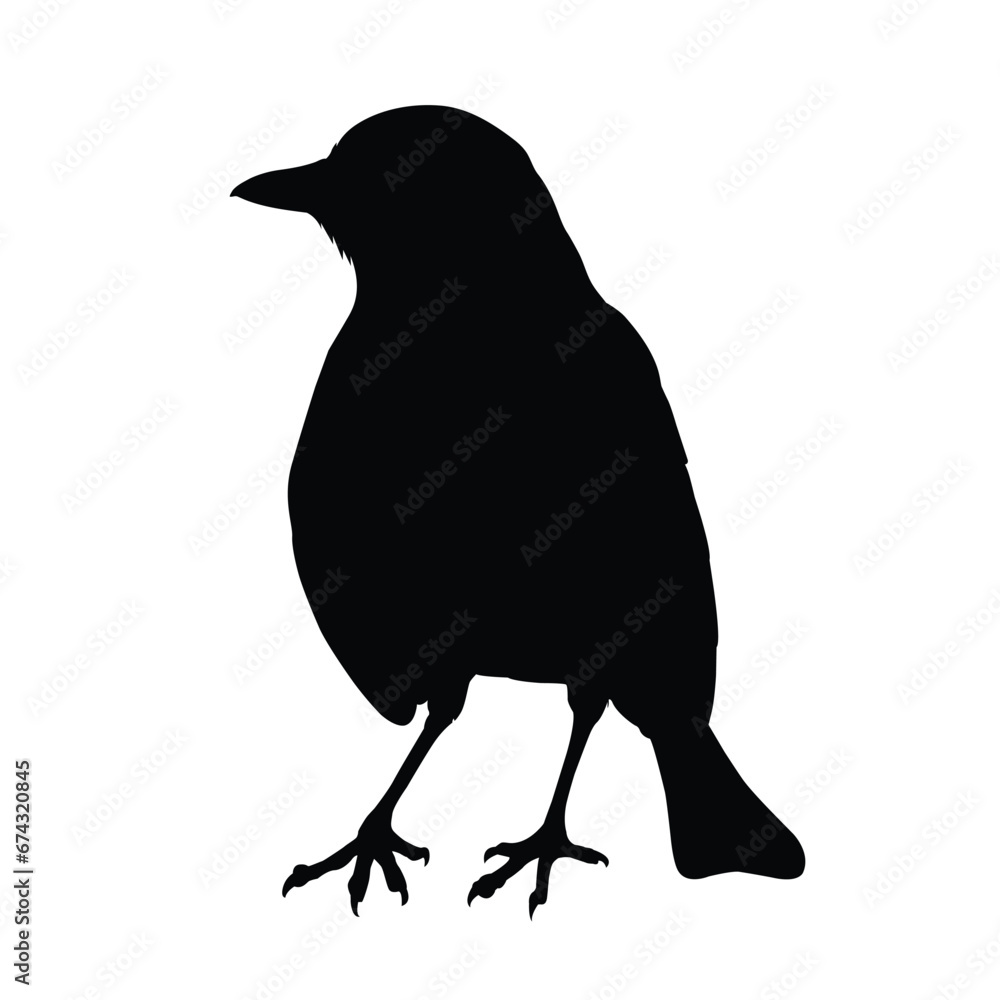 Obraz premium Thrush Silhouette on White