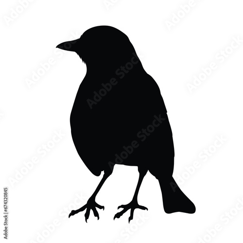 Thrush Silhouette on White