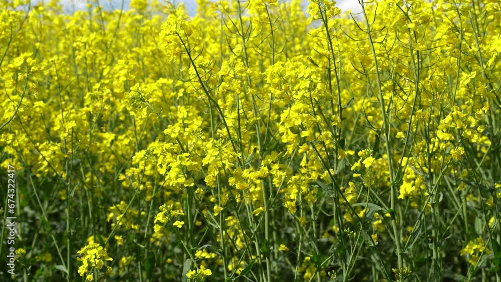 Close up of rapeseed plants moved by the wind in the field in spring