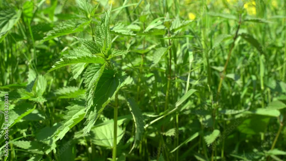 Green nettle moving in the wind Green nettle moving in the wind