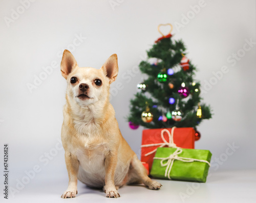  brown short hair chihuahua dog sitting on white background with Christmas tree and red and green gift box.
