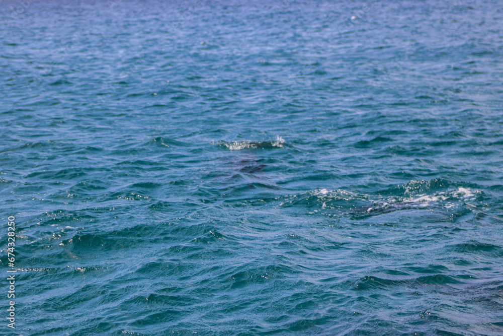 Fototapeta premium animales en el mar