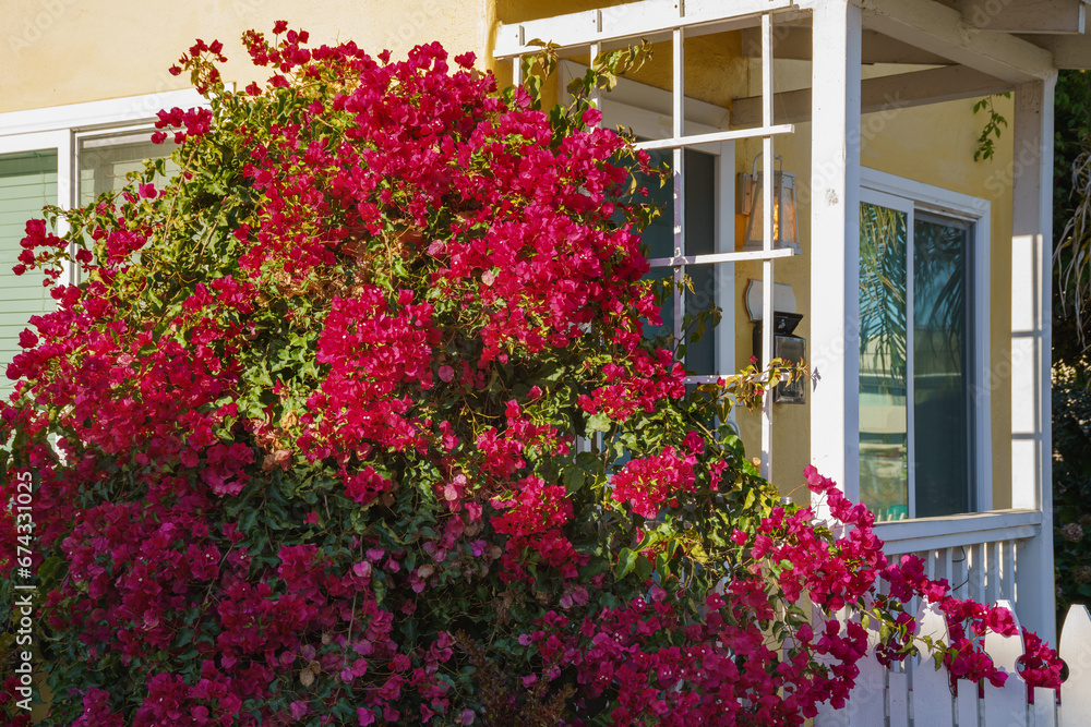 Bougainvillea cascades down the house wall, ornamental display of climbing vines