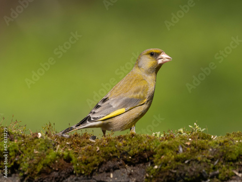 Greenfinch in the grass