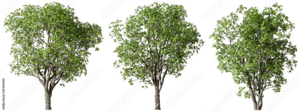 Environmental growth trees forested set transparent backgrounds 3d render png - obrazy, fototapety, plakaty 