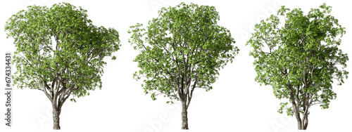 Environmental growth trees forested set transparent backgrounds 3d render png photo