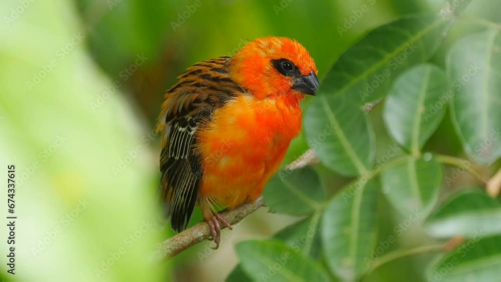 Vibrant red bird perching in natural environment Vibrant red bird perching in natural environment