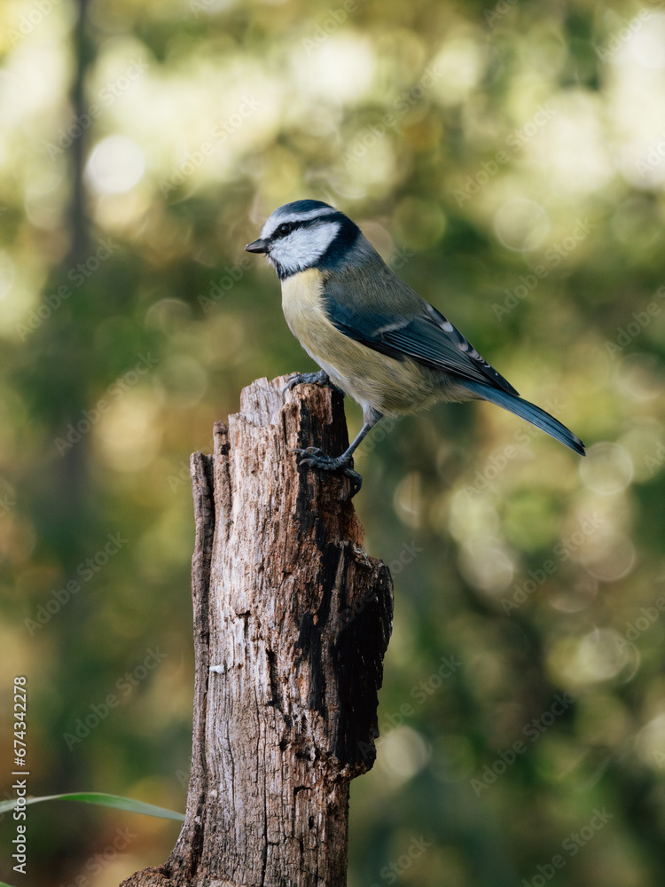 Obraz premium OLYMPUS DIGITAL CAMERA