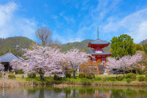 Kyoto, Japan - March 29 2023: Daikakuji Temple with Beautiful full bloom cherry blossom garden in spring time photo