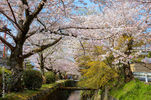 Kyoto, Japan - March 30 2023: The Philosopher's Path is a stone path through the northern part of Kyoto's Higashiyama district. The path follows a canal which is lined by hundreds of cherry trees