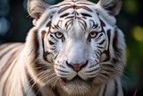 Portrait of a white bengal tiger in the zoo.