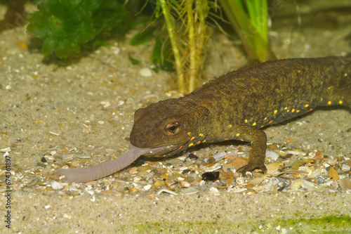 Closeup on a territorial Chinese warty newt   Paramesotriton chinensis   eating a worm