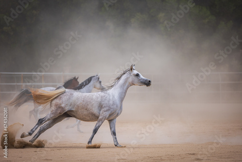 horses running with dust