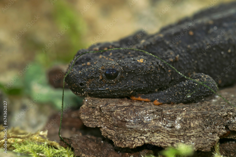Closeup on the black endangered , Asian Wenxian Knobby Newt, Tylototriton wenxianensis , sitting on the ground Closeup on the black endangered , Asian Wenxian Knobby Newt, Tylototriton wenxianensis , sitting on the ground