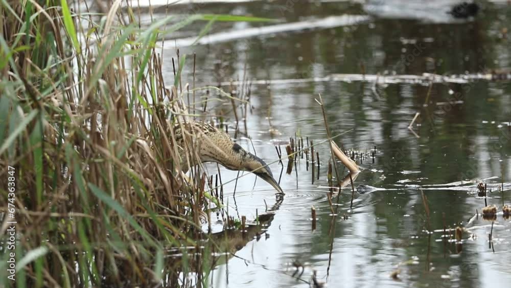 A rare hunting Bittern, Botaurus stellaris, searching for food in a reedbed at the edge of a lake. A rare hunting Bittern, Botaurus stellaris, searching for food in a reedbed at the edge of a lake.