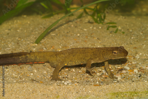 Closeup on a territorial Chinese warty newt , Paramesotriton chinensis , underwater