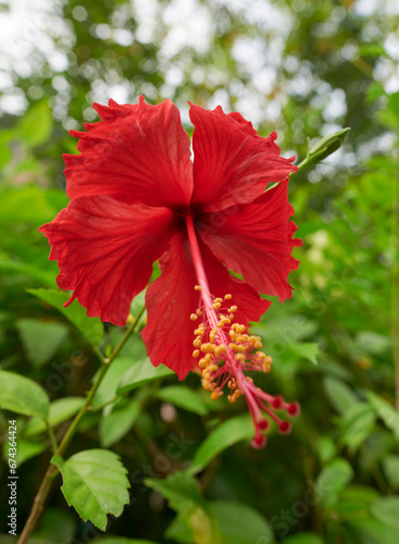 hibiscus flower with green leaves background