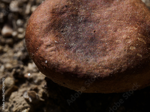 Macro de seta del campo photo