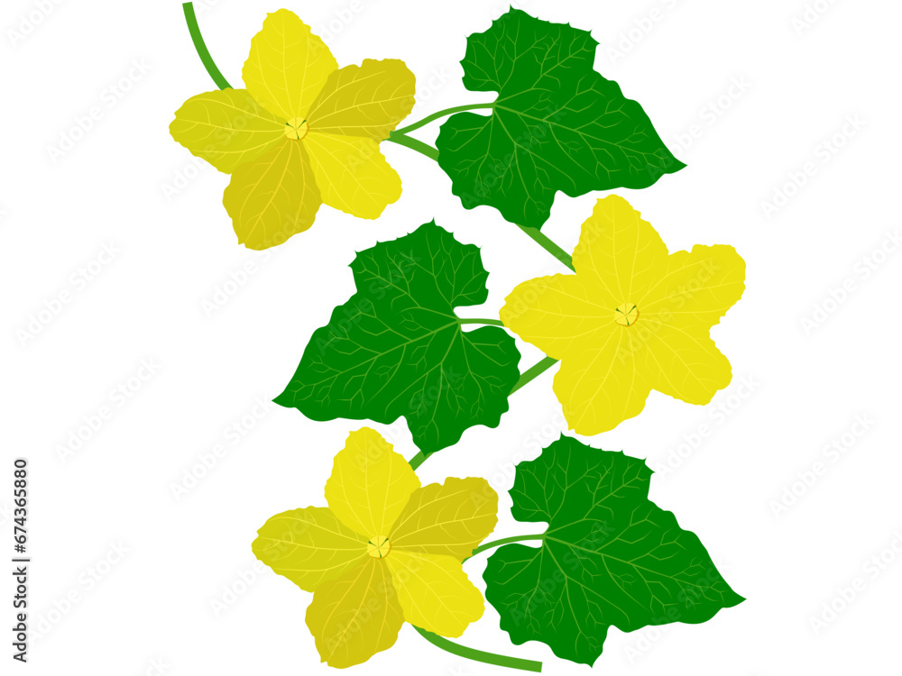 Cucumis melo on a white background. Cucumis melo on a white background.