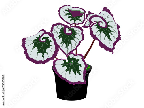 Begonia on a white background.