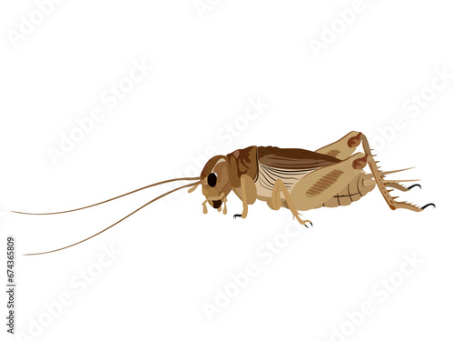 Brachytrupes portentosus on a white background.