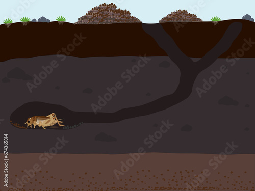 Brachytrupes portentosus inhabit the soil.