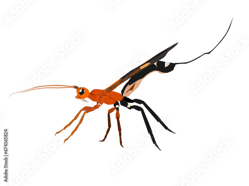 Braconidae hunting for prey on a white background.