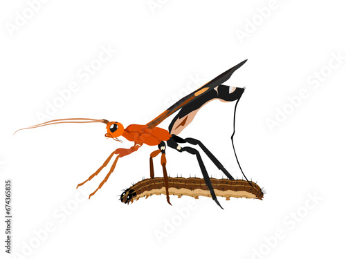 Braconidae hunting for prey on a white background.