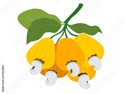 Cashew nut fruit on a white background.