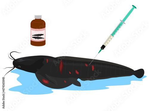 Catfish vaccination on white background.