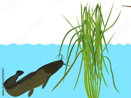 A catfish caught on a hook in the rice field.