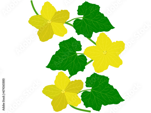 Cucumis melo on a white background.