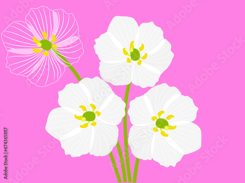 Diphylleia grayi on a pink background photo