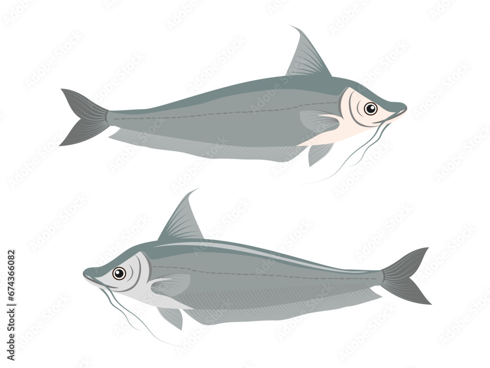 soft fish on a white background. soft fish on a white background.