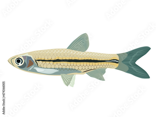 minnow fish on a white background.