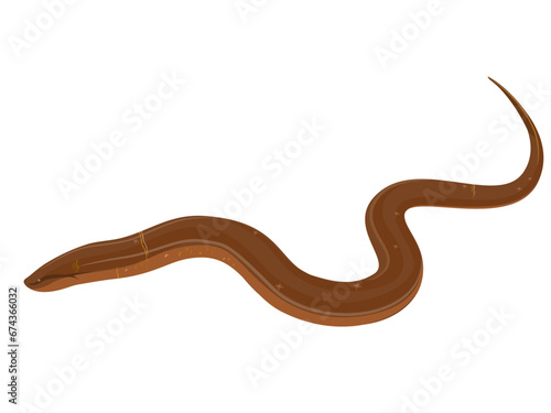 Thai eel on a white background.