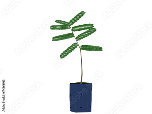 Parkia speciosa on a white background.
