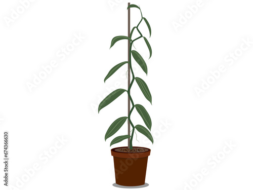 Vanilla tree on white background.