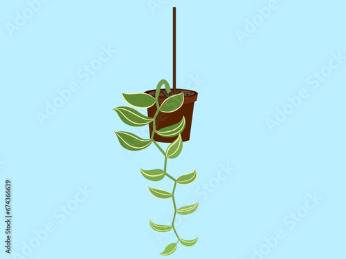 Vanilla planted in a wall hanging pot on a white background.