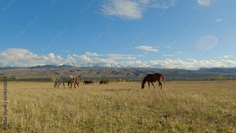 The horses eats yellowed grass in the autumn mountains against the backdrop of mountains slopes and peaks, the horses walks on a sunny. Herd of horses grazing on the pasture with high rocky mountains 
