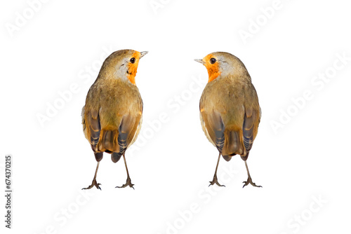 Isolated bird. Cute bird robin. White background. European Robin. Erithacus rubecula.