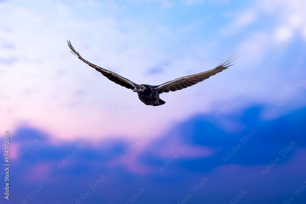 Flying crow. Sunset sky backgrund. Flying crow. Sunset sky backgrund.