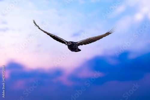 Flying crow. Sunset sky  backgrund. 