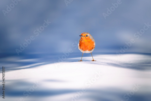 Winter and cute bird robin. White nature background. Bird: European Robin. (Erithacus rubecula). © serkanmutan