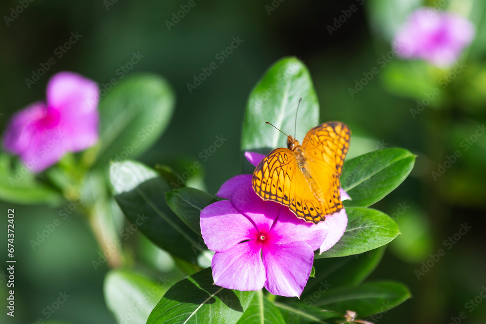 Mariposa amarilla posada sobre una flor morada Mariposa amarilla posada sobre una flor morada