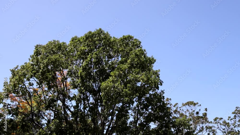 Close up of tree branches blowing in the wind against a clear blue sky Close up of tree branches blowing in the wind against a clear blue sky