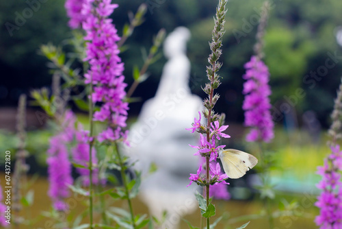 Butterfly sitting on the purple loosestrife in park in Zhuji, Zhejiang, China photo