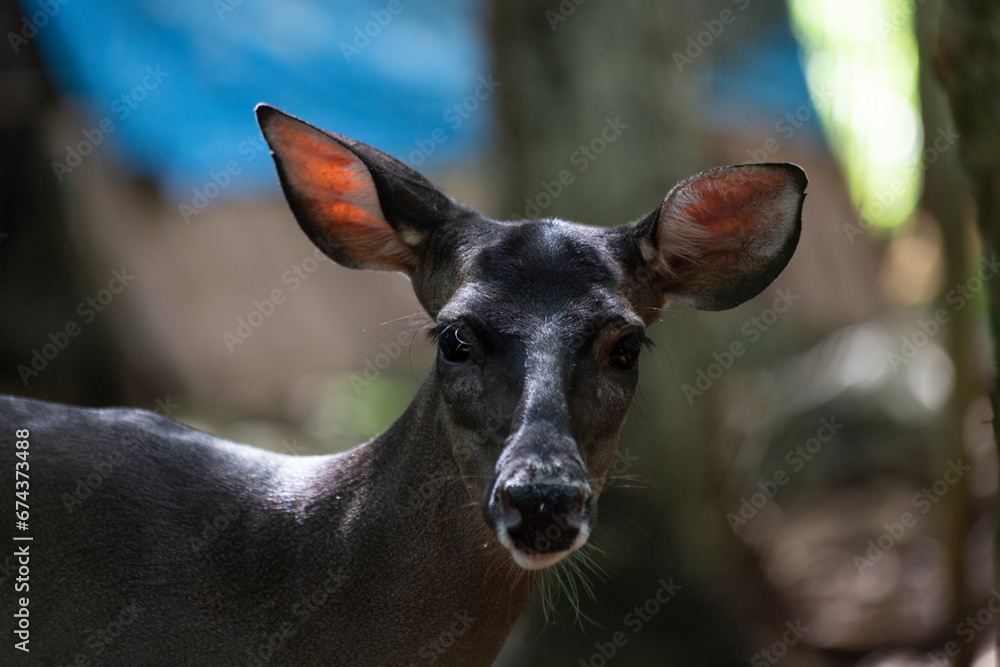 Siervo en la selva, reserva de venado en yucatán méxico.
venado mirando hacia la cámara, Siervo en la selva, reserva de venado en yucatán méxico.
venado mirando hacia la cámara,