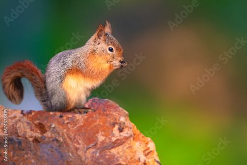Cute squirrel. Nature background. Caucasian Squirrel. Sciurus anomalus. © serkanmutan